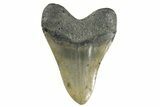 Huge, Fossil Megalodon Tooth - North Carolina #346333-2